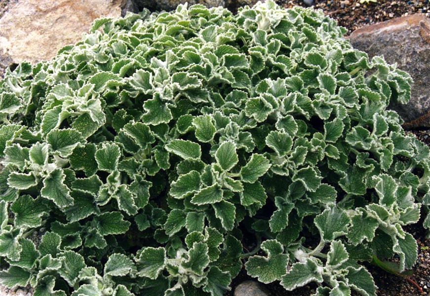 Marrubium incanum en fleurs sur des éboulis calcaires ensoleillés de la péninsule balkanique